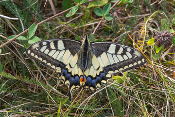 Swallowtail moth (Papilio machaon)