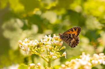 Southern Scarlet butterfly / Hipparchia aristaeus