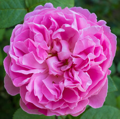 Close up macro photo of blossom flower