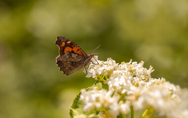 Hackberry Butterfly / Libythea celtis