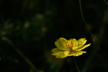 Light Yellow Flower of Cosmos in Full Bloom
