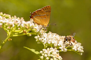 Birch butterfly / Thecla betulae on plant