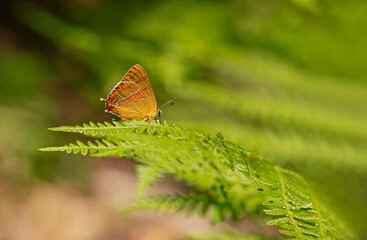 Birch butterfly / Thecla betulae on plant