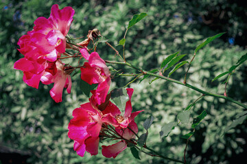 Obraz premium pink rose blossoms in the garden