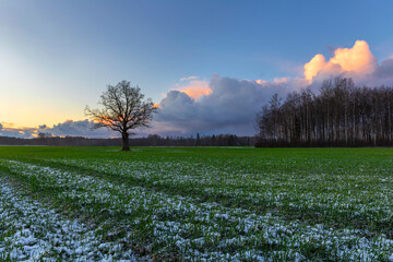 sunset with snow and green grass