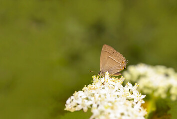 Purple Oak butterfly / Quercusia quercus