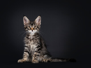 Fototapeta premium Cute black tabby mackarel Maine Coon cat kitten, sitting up facing front. Looking towards camera. Isolated on black background.