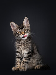 Fototapeta na wymiar Cute black tabby mackarel Maine Coon cat kitten, sitting up facing front licking mouth. Looking towards camera. Isolated on black background.