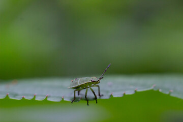 Green shield bug on a bright green leaf 