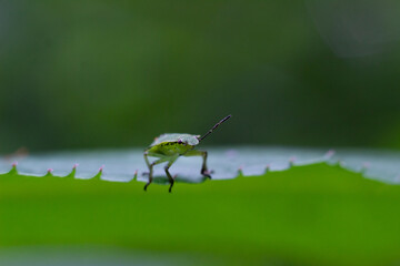 Green shield bug on a bright green leaf 