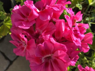 pink flowers in the garden