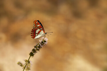 Mediterranean Honeysuckle Butterfly / Limenitis reducta