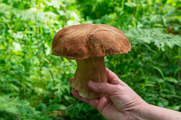 A large white mushroom is in the woman's hand against the background of the forest.