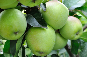 close-up of green organic apples on apple tree branch
