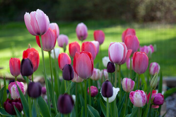 Tulip Flowers in Garden