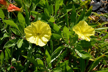 The large-fruited evening primrose will captivate you and attract you with its bright, yellow...