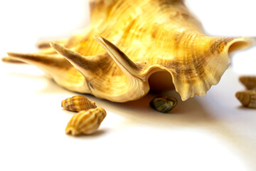 Isolated large seashell on white background