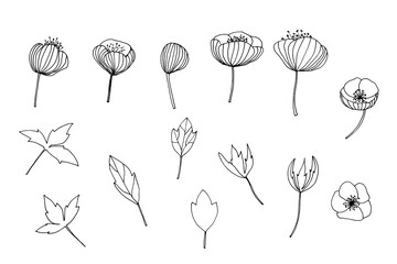 Illustration of plants. Isolated on white.