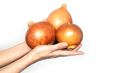 Big onion head in hand on a white background. Isolate Huge vegetables, farm crop production