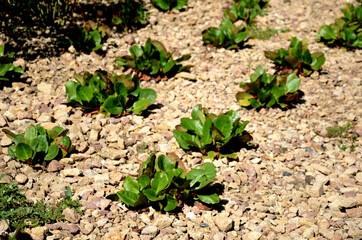 is a distinctly colored variety with deep purple - pink flowers. They are bell-shaped and bloom in...