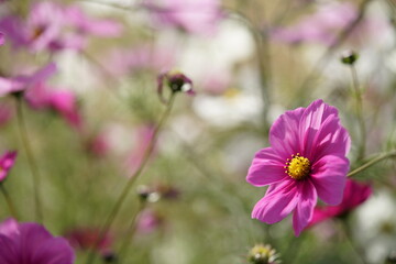 Fototapeta premium Light Pink Flower of Cosmos in Full Bloom 