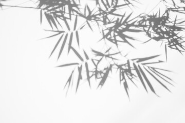shadows of bamboo leaf is tropical leaves on white wall surface texture background. white and black...