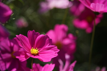 Obraz premium Light Pink Flower of Cosmos in Full Bloom 
