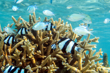 Vierbinden-Preußenfisch (Dascyllus melanurus), Mauritius