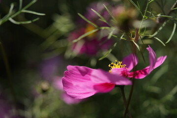 Light Pink Flower of Cosmos in Full Bloom
