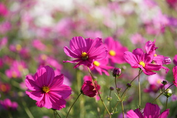 Obraz premium Light Pink Flower of Cosmos in Full Bloom 