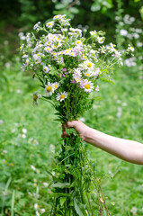 Fototapeta na wymiar A bouquet of wildflowers - chamomile in a child's hand in a meadow or garden. Close-up. 