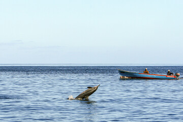 Delfin vor einem Fischerboot vor der Küste Mauritius 
