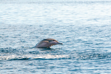 Delfin vor der Küste Mauritius  © Frank