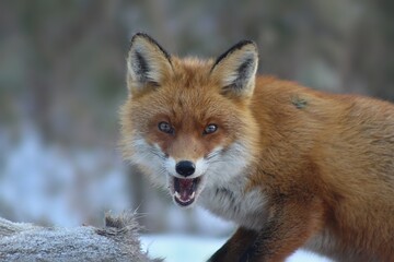 Naklejka na ściany i meble red fox in winter