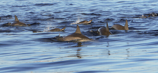Schule von Delfinen vor der Küste Mauritius  © Frank