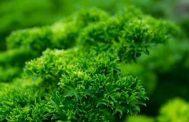 close up of green dill