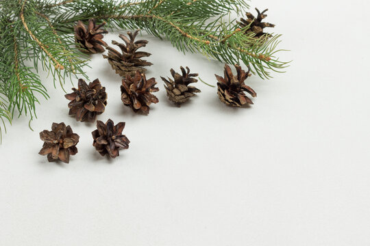 Fir Cones And Branches On White Background.