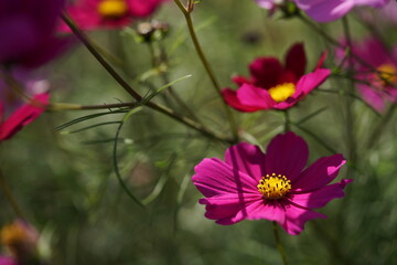 Light Purple Flower of Cosmos in Full Bloom
