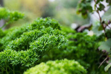 green moss on the ground