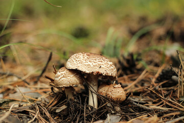 mushroom in the grass