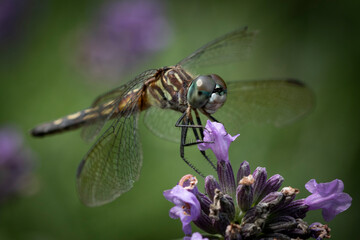 macro of Dragonfly