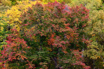 autumn forest landscape