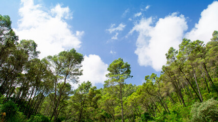 Fototapeta na wymiar Panoramic trees and sky with clouds in montes de malaga natural park