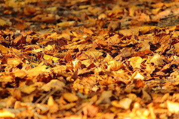 autumn bright leaves close up