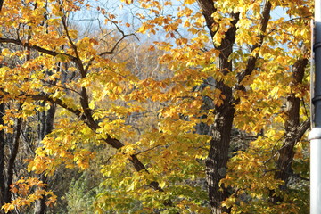 autumn yellow maple at sunset