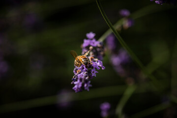Bee on lavender 