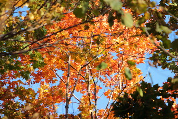 autumn yellow maple at sunset