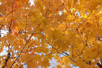 autumn yellow maple at sunset