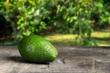 Fresh avocado on wooden table close up, with avocado tree background. High quality photo