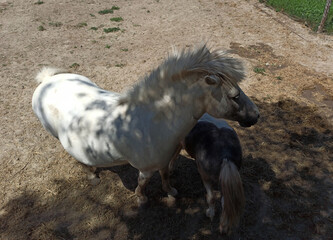 A white pony horse with its foal in the shade of a tree. Well-groomed home horses.